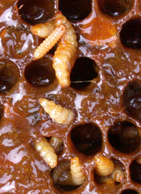 Small Hive Beetle